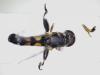 Syritta pipiens